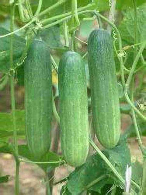 শসা
